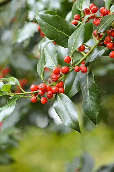 525399 - Common holly (Ilex aquifolium)