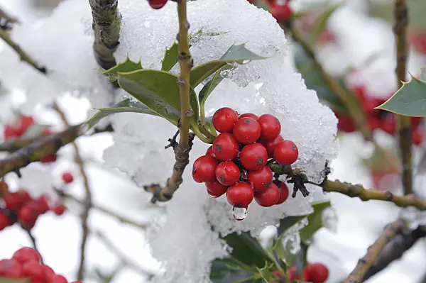 535285 - Common holly (Ilex aquifolium)