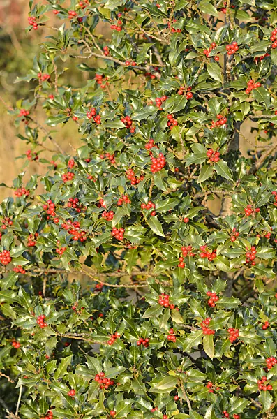 551018 - Common holly (Ilex aquifolium)