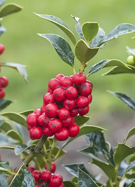 651336 - Common holly (Ilex aquifolium 'Alaska')