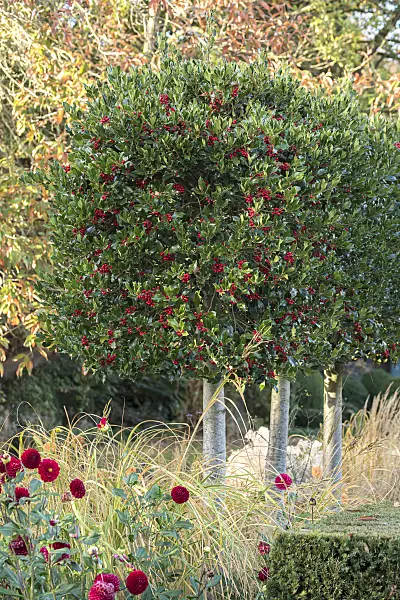 651337 - Common holly (Ilex aquifolium 'Alaska')