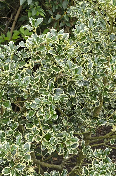 523056 - Common holly (Ilex aquifolium 'Argentea Marginata')