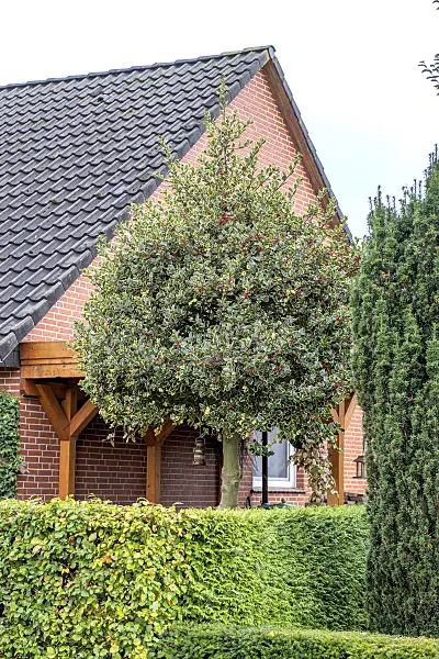 607114 - Common holly (Ilex aquifolium 'Argentea Marginata')