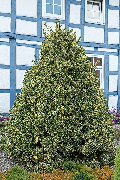 675173 - Common holly (Ilex aquifolium 'Argentea Marginata')