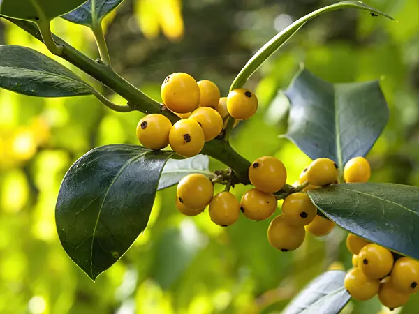 453149 - Common holly (Ilex aquifolium 'Bacciflava')