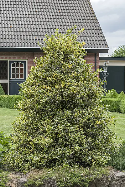 651338 - Common holly (Ilex aquifolium 'Golden van Tol')