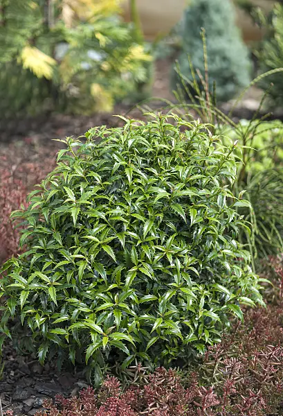 651339 - Common holly (Ilex aquifolium 'Heckenzwerg')