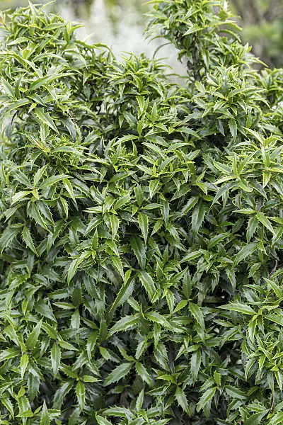 651340 - Common holly (Ilex aquifolium 'Heckenzwerg')