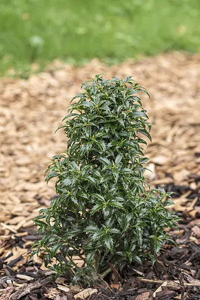 651341 - Common holly (Ilex aquifolium 'Heckenzwerg')