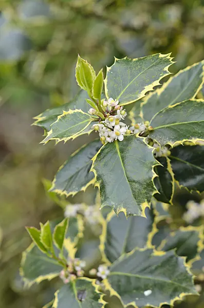 533407 - Common holly (Ilex aquifolium 'Rubricaulis Aurea')