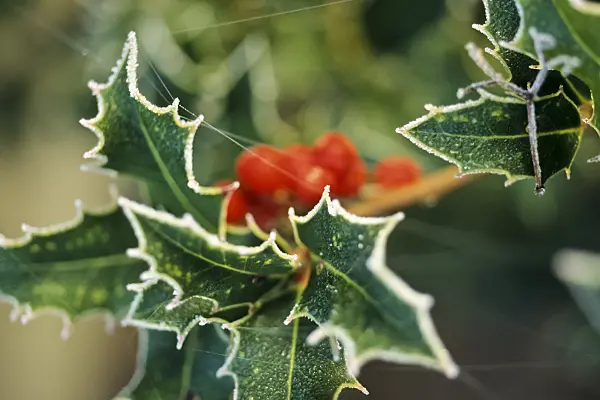 432048 - Common holly (Ilex aquifolium) with hoar frost