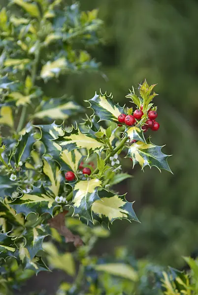 502225 - Common holly (Ilex aquifolium 'Yellow Star')