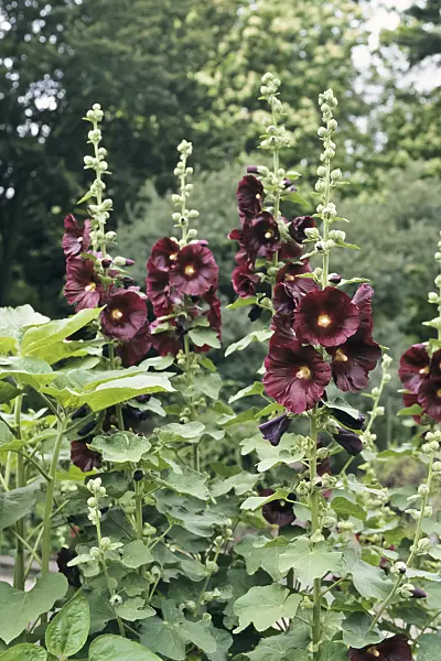 366072 - Common hollyhock (Alcea rosea)