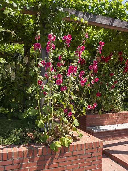 402078 - Common hollyhock (Alcea rosea)