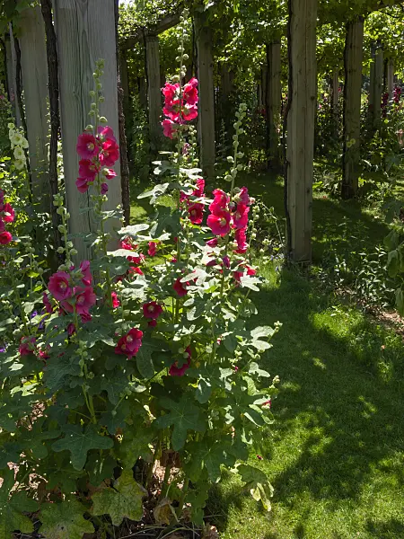 402081 - Common hollyhock (Alcea rosea)
