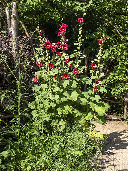 427261 - Common hollyhock (Alcea rosea)