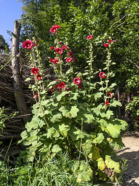 427262 - Common hollyhock (Alcea rosea)