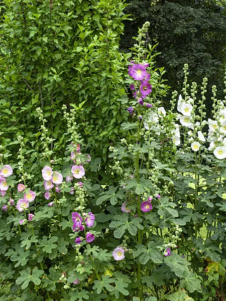 439203 - Common hollyhock (Alcea rosea)