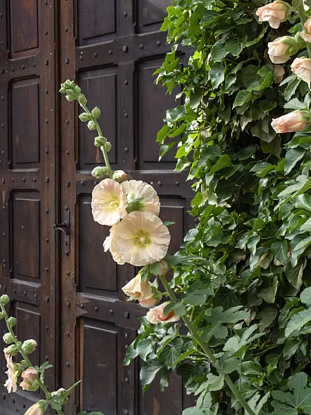 449044 - Common hollyhock (Alcea rosea)