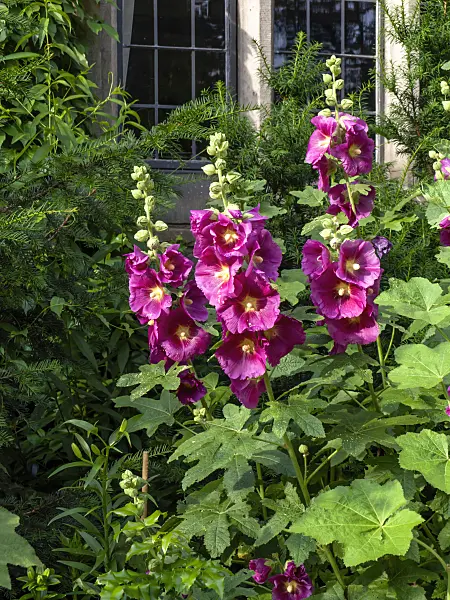 449045 - Common hollyhock (Alcea rosea)