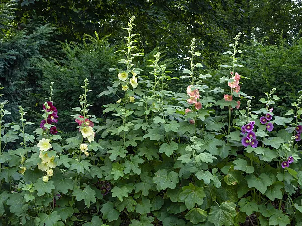 449046 - Common hollyhock (Alcea rosea)