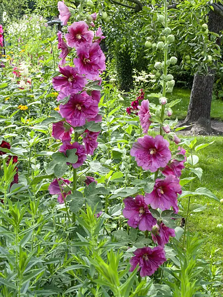 449052 - Common hollyhock (Alcea rosea)