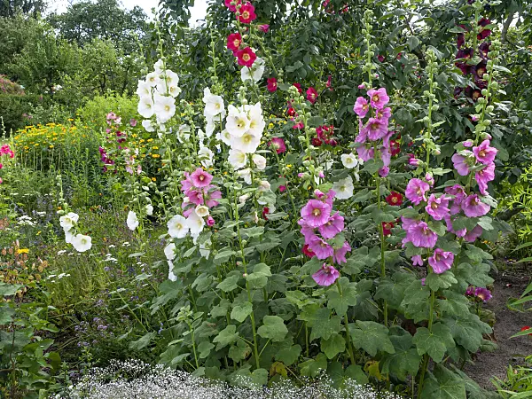 449053 - Common hollyhock (Alcea rosea)