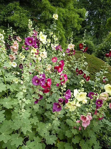 462075 - Common hollyhock (Alcea rosea)