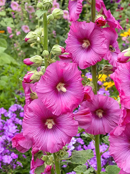 462141 - Common hollyhock (Alcea rosea)