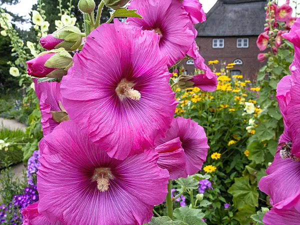 462142 - Common hollyhock (Alcea rosea)