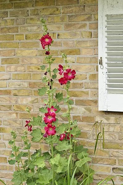474022 - Common hollyhock (Alcea rosea)