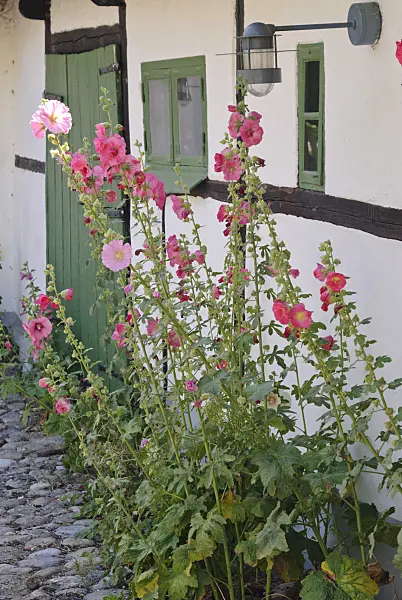 475039 - Common hollyhock (Alcea rosea)