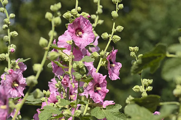 498038 - Common hollyhock (Alcea rosea)