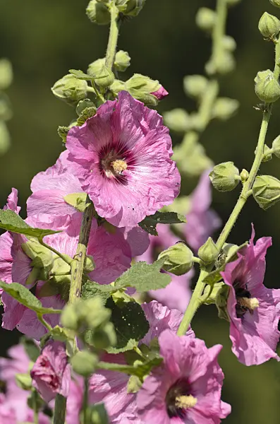 498039 - Common hollyhock (Alcea rosea)