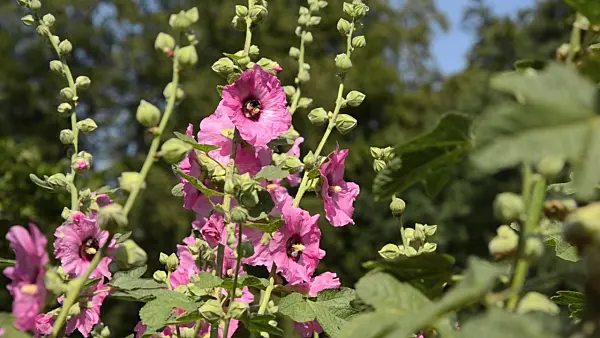 498052 - Common hollyhock (Alcea rosea)