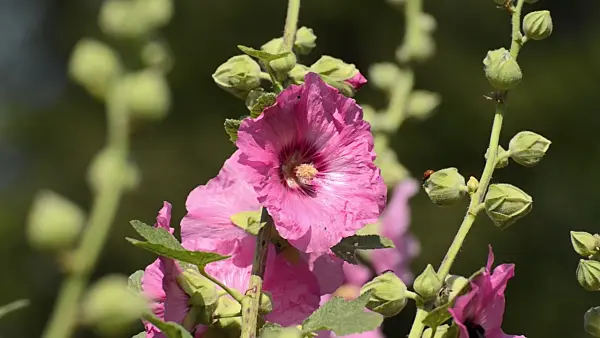 498053 - Common hollyhock (Alcea rosea)