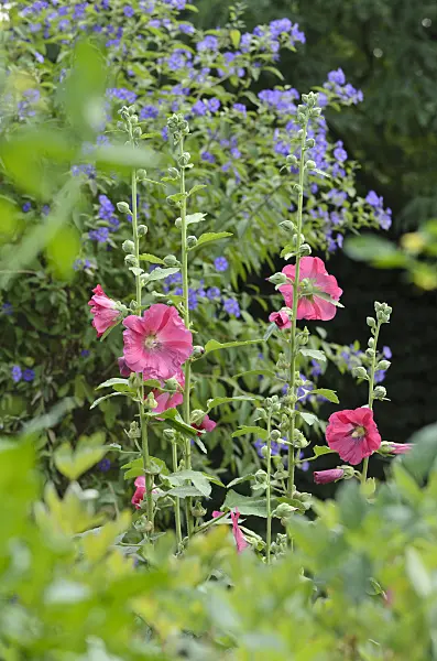 498130 - Common hollyhock (Alcea rosea)