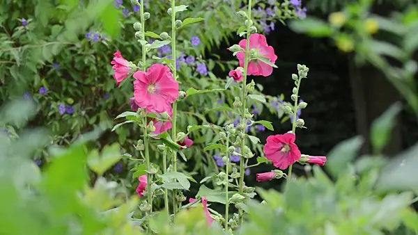 498145 - Common hollyhock (Alcea rosea)