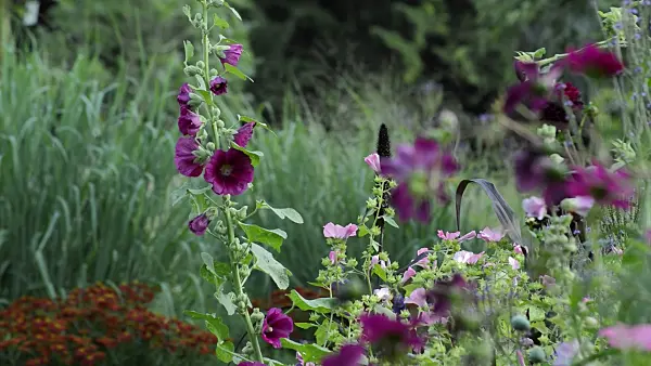 511134 - Common hollyhock (Alcea rosea)