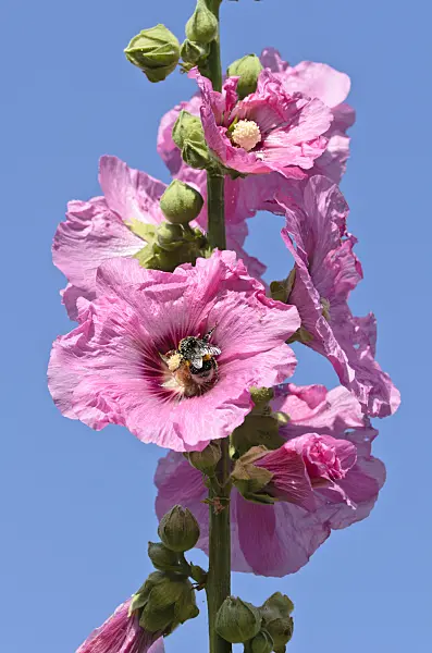 498040 - Common hollyhock (Alcea rosea) and bumble bee (Bombus)