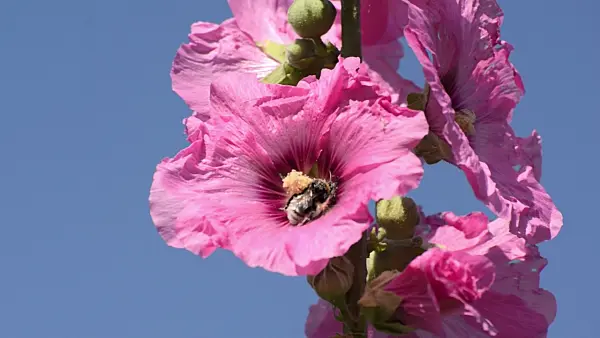 498054 - Common hollyhock (Alcea rosea) and bumble bee (Bombus)