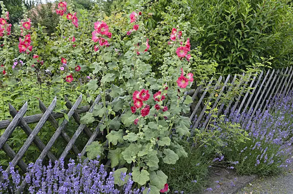534228 - Common hollyhock (Alcea rosea) and common lavender (Lavandula angustifolia)
