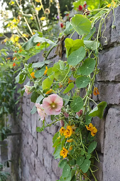 476197 - Common hollyhock (Alcea rosea) and garden nasturtium (Tropaeolum majus)