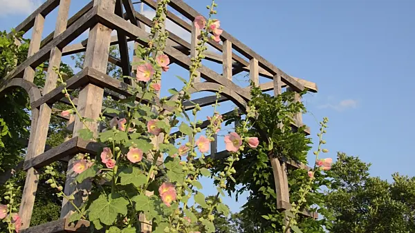 498162 - Common hollyhock (Alcea rosea) at a garden pavilion
