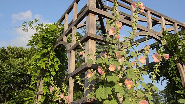 498163 - Common hollyhock (Alcea rosea) at a garden pavilion