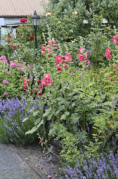 534227 - Common hollyhock (Alcea rosea), common lavender (Lavandula angustifolia) and roses (Rosa)