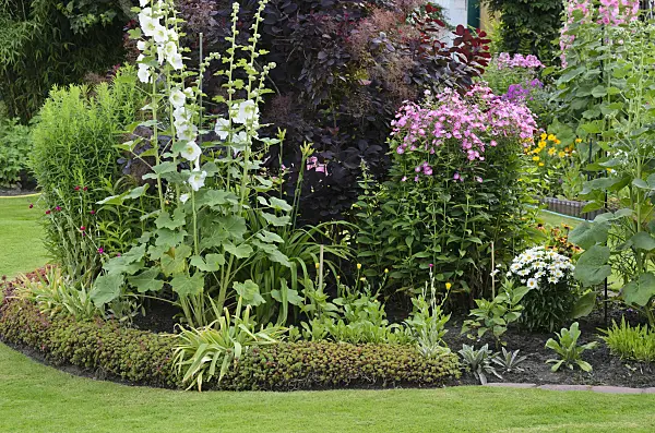 534184 - Common hollyhock (Alcea rosea), Eurasian smoke tree (Cotinus coggygria 'Royal Purple') and garden phlox (Phlox paniculata)