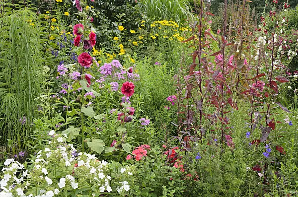 534521 - Common hollyhock (Alcea rosea), garden phlox (Phlox paniculata) and red garden orache (Atriplex hortensis var. rubra)
