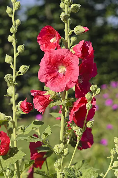 570061 - Common hollyhock (Alcea rosea 'Mars Magic')