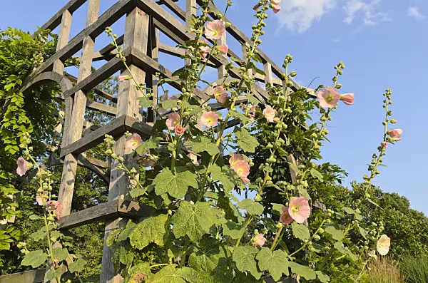 498140 - Common hollyhock (Alcea rosea) on a garden pavilion